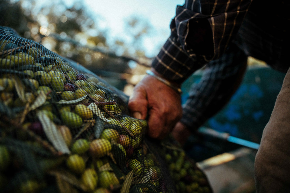 Azeite Verde Sol - Hand Grown, Sun Crafted
